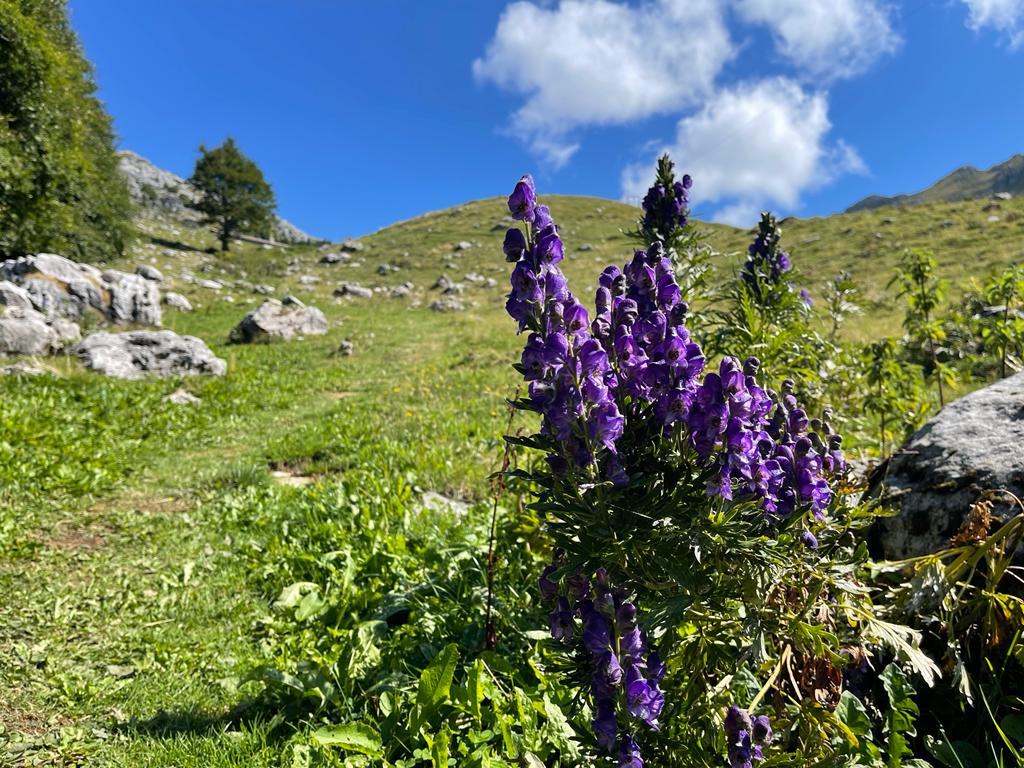 Trekking al rifugio Monte Alben, vista appena usciti dal Bosco