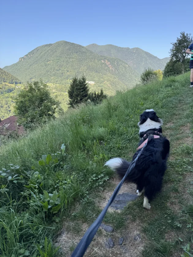 Passeggiata estiva all’Alpe Deleguaggio: ombra, panorama e tradizione 12 IMG 9101