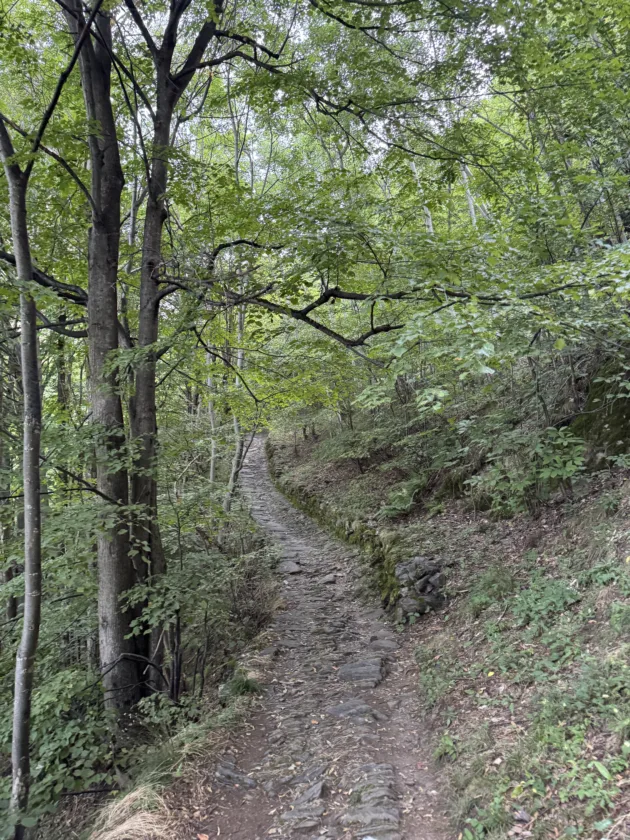 Passeggiata estiva all’Alpe Deleguaggio: ombra, panorama e tradizione 5 Percorso lastricato nel bosco da Premana all'alpe deleguaggio