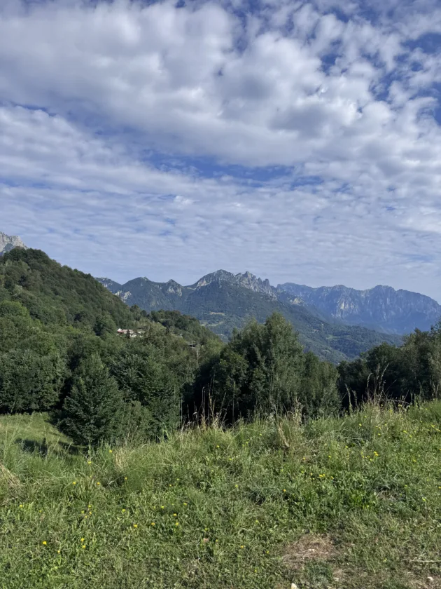 sentiero grandi alberi