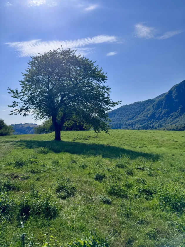 sentiero grandi alberi piccole dolomiti